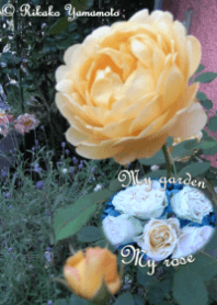 My garden, My rose_Golden Celebration