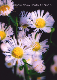 Philadelphia daisy Photo #3-23 NotAI