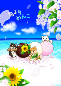 花よりわんこ8（柴犬、夏、海、ひまわり）