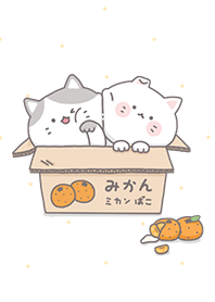 Cat & Tangerine box