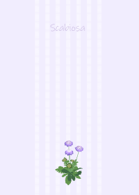 June birth flower,Scabiosa