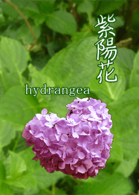 Cute hydrangea