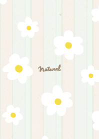 White flower adult stripe22 from Japan