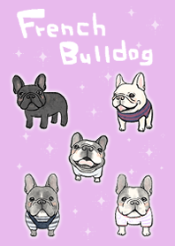 cute and pop french bulldogs