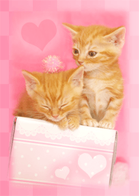 Lucky cat that leads love luck
