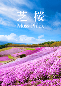 芝桜 vol.3