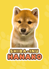 Shiba Inu Hanako [PhotoTheme*a46*]