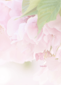 Japanese SAKURA Theme 30