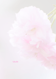 Japanese SAKURA Theme 26