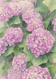 Lucky charm of pink hydrangea for June