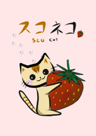 Daily ScoCat Spring Ver