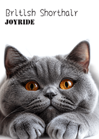 Cat British Shorthair2