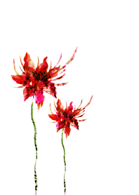 水彩のシックな赤い花