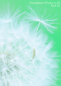 Dandelion Photo 6-23Not AI