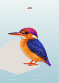 Velvet Pygmy Kingfisher