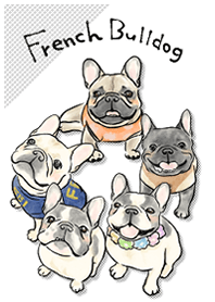 Cute French Bulldog!!