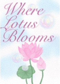 where lotus blooms