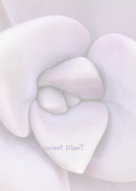 Succulent plant Theme 2