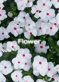 Flower-花