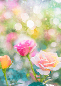 Beautiful rose flower(R1968)