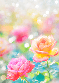 Beautiful rose flower(R2464)