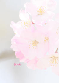 Japanese SAKURA Theme 31