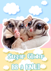 Sugar Glider BB & BNUI