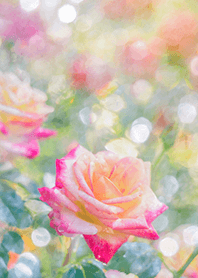 Beautiful rose flower(R1558)