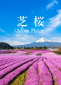 芝桜 vol.1