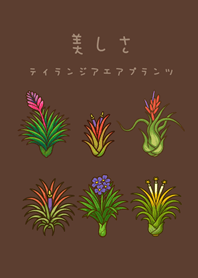 Air Plants flowering(dark brown)