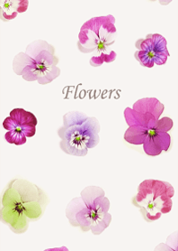 Pretty blooming viola florets10.