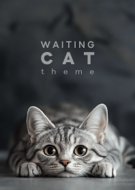 WAITING CAT - American Shorthair 01/ST -