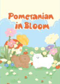 Pomeranians in Bloom