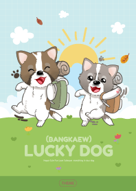 Lucky dog (Bangkaew)