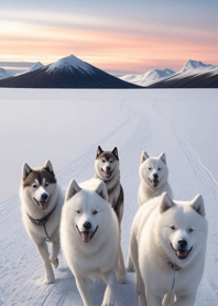 Siberian Husky   82B3a5