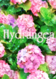 Pink hydrangea theme