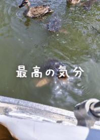 水邊的鴨子與魚：最棒的心情