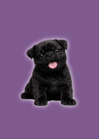 Tema Pug Hitam Boneka Purple 05