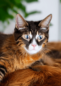 Nyanko Great Runaway#MOHK107.