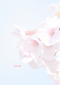 Japanese SAKURA Theme 27