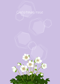 December's birth flower,Christmas rose