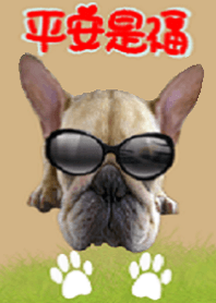 cute dog baby
