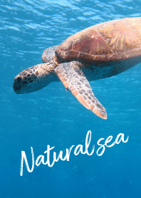 Natural_sea_05_turtle