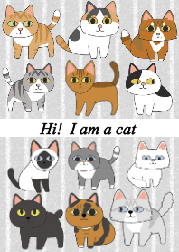 ども。猫です。