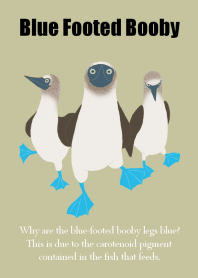 Blue Footed Booby.