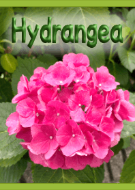 Pink Hydrangea Theme (Green) [Photo]