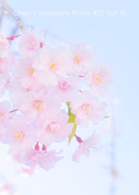 Cherry Blossoms Photo #22-11 NotAI