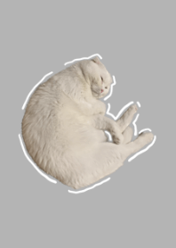 白色貓貓蝦