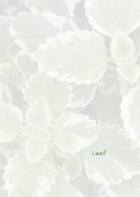 Leaf Theme 7