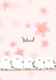 Long-tailed Tit cherry blossoms bloom2 J